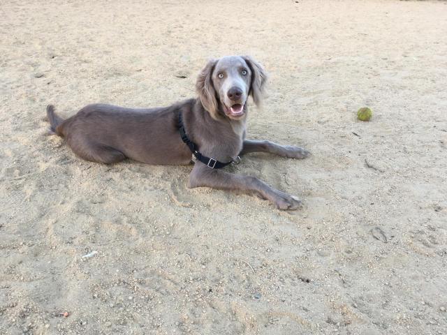 Rose on beach